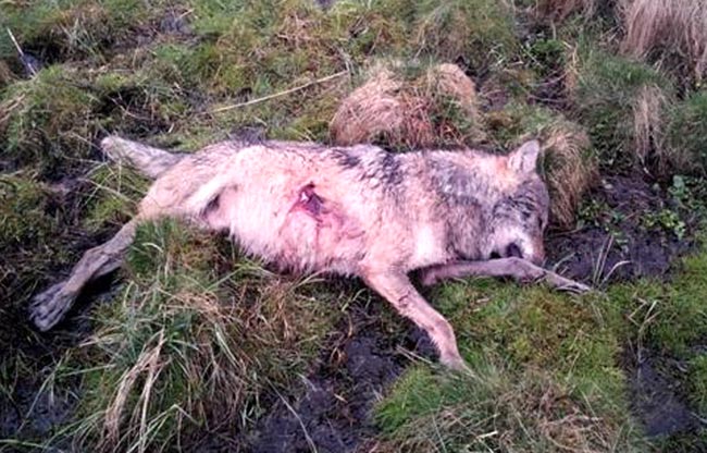 So fanden Spaziergnger den toten Wolf vorige Woche Samstag in der Nhe des Haidenweihers bei Hartenfels. 